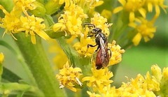 Sphecodes davisii
