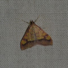 Pyrausta perrubralis