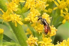 Sphecodes davisii