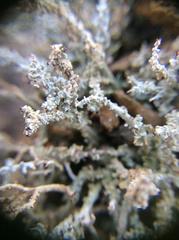 Cladonia scabriuscula