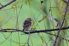 Passerculus sandwichensis savanna