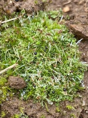 Fossombronia wondraczekii
