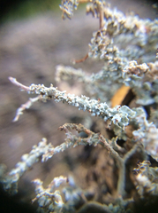 Cladonia scabriuscula