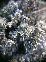 Cladonia scabriuscula