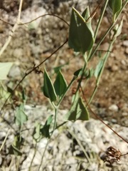 Acleisanthes longiflora