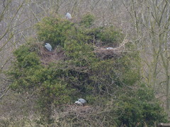 Ardea cinerea