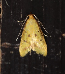 Aeolothapsa malacella