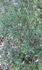 Quercus dumosa