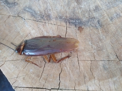 Periplaneta americana