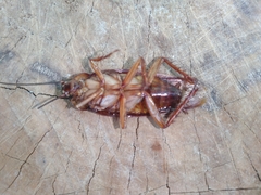 Periplaneta americana