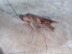 Periplaneta americana