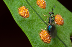 Orasema costaricensis