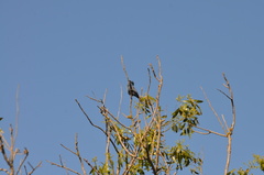 Cyanoloxia glaucocaerulea