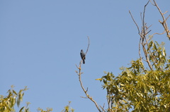 Cyanoloxia glaucocaerulea