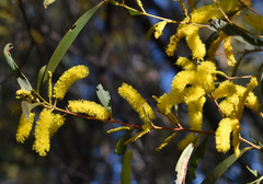 Acacia julifera
