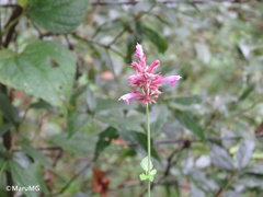 Agastache mexicana