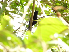 Cercomacra nigricans