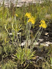 Goodenia glomerata