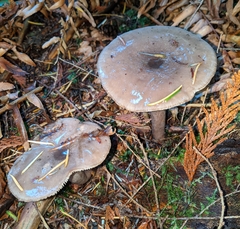Lactarius pseudomucidus