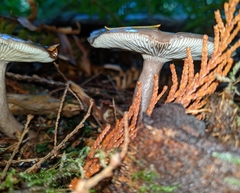 Lactarius pseudomucidus