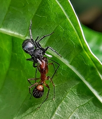 Ogdenia mutilla