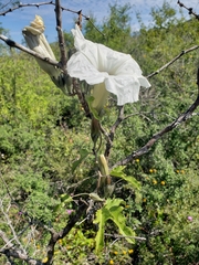 Ipomoea proxima