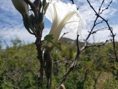 Ipomoea proxima