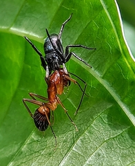 Ogdenia mutilla