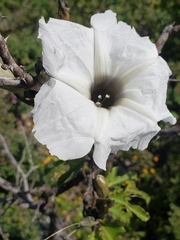Ipomoea proxima