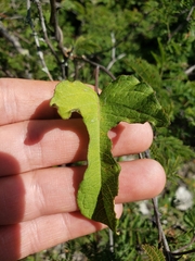 Ipomoea proxima