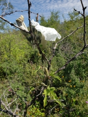 Ipomoea proxima