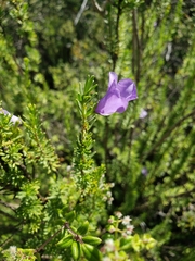 Leucophyllum pringlei
