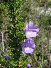 Leucophyllum pringlei