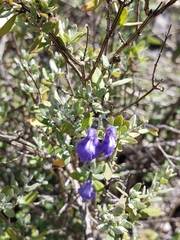 Salvia thymoides