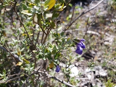 Salvia thymoides
