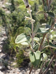 Salvia candicans