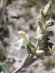 Salvia candicans