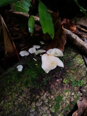 Oudemansiella australis