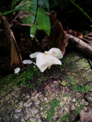 Oudemansiella australis