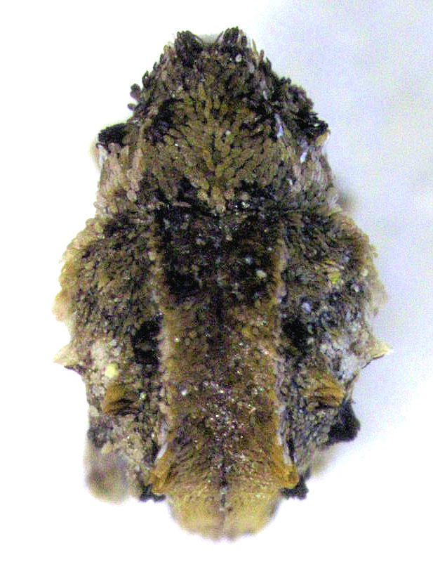 Trinodicalles terricola