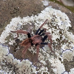 Schizopelma