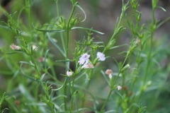 Agalinis communis