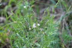 Agalinis communis