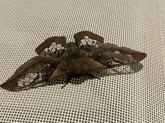 Neorcarnegia basirei