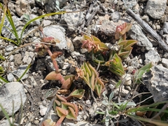 Callisia navicularis