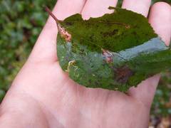 Stigmella ceanothi