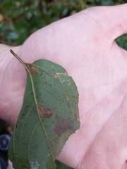 Stigmella ceanothi
