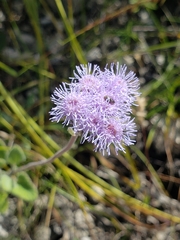 Ageratum tehuacanum