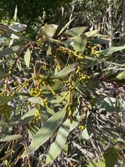 Eucalyptus kitsoniana