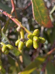 Eucalyptus kitsoniana